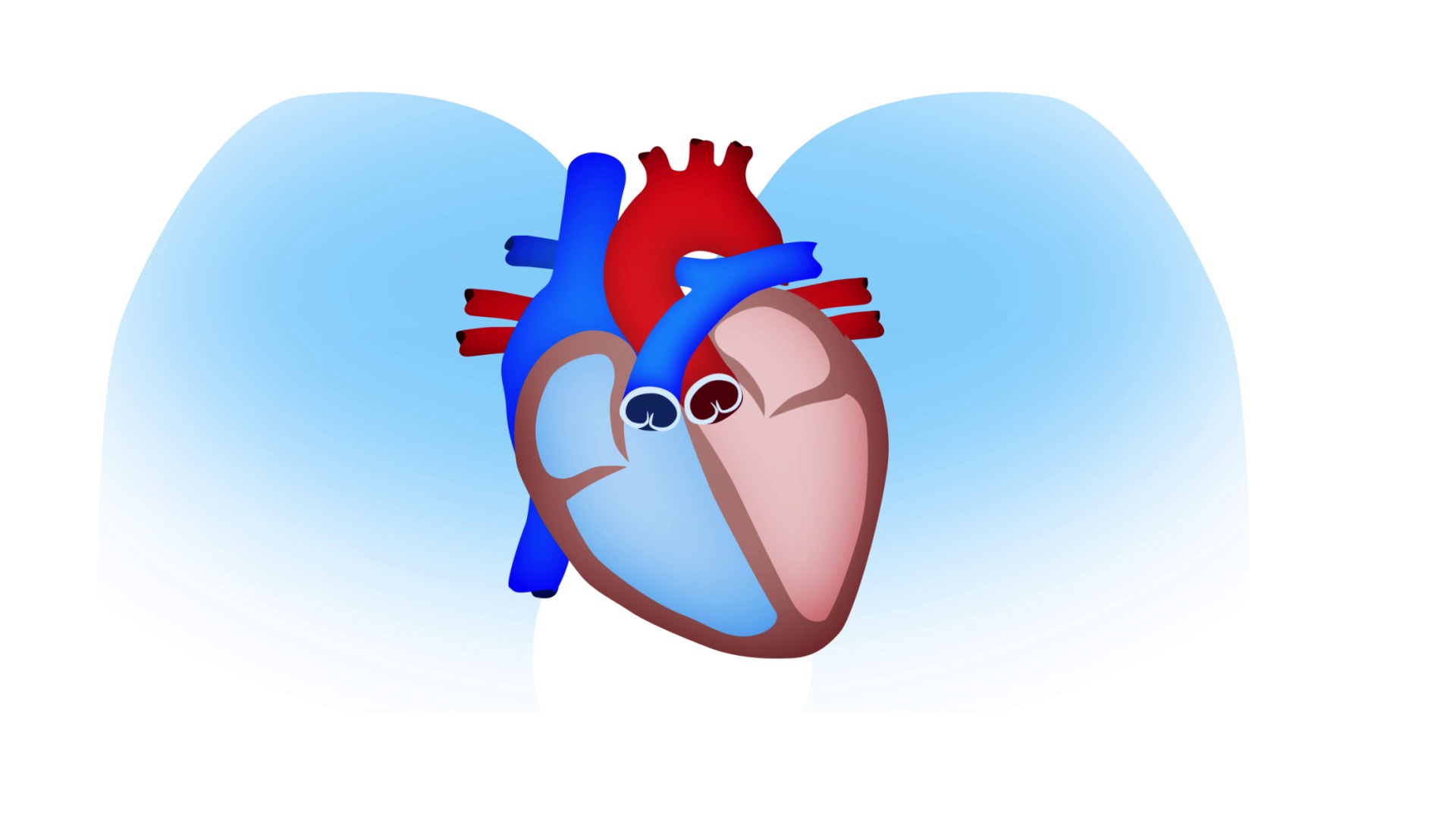 Cómo funciona un corazón saludable