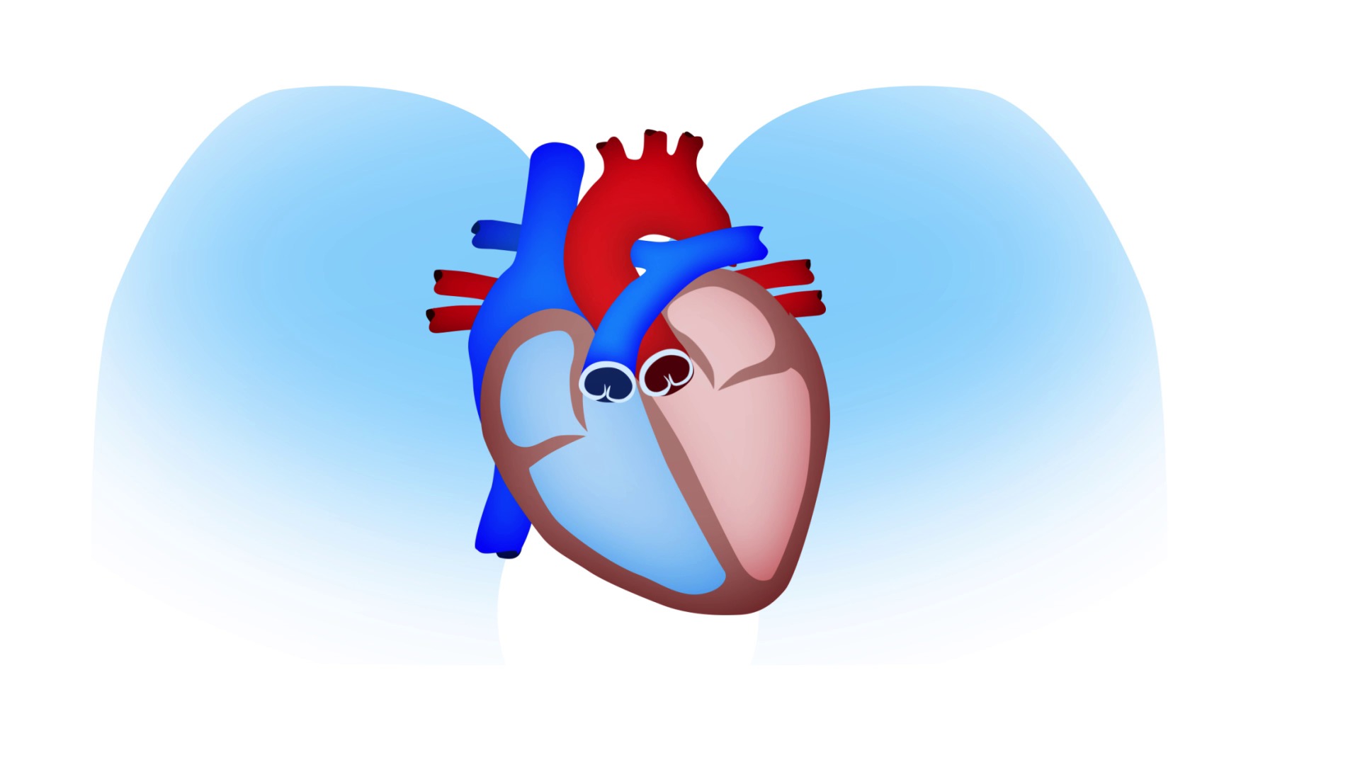 Cómo funciona un corazón saludable Cómo funciona un corazón saludable